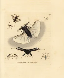 Parásito de la abeja de la arena, Stylops melittae. Grabado en cobre coloreado a mano por James Sowerby de The British Miscellany, or Coloured figures of new, rare, or little known animal subjects.
