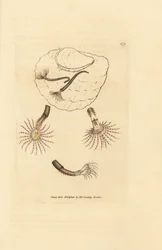 Gusano de arena con antenas carmesí, Amphitrite rosea. Grabado en cobre coloreado a mano por James Sowerby de The British Miscellany, or Coloured figures of new, rare, or little known animal subjects.