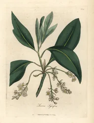Árbol de sasafrás, Laurus sassafras