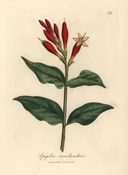 Rosa de la India de flor escarlata, Spigelia marilandica