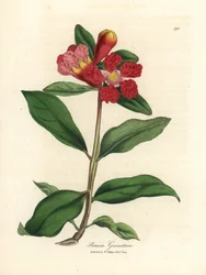 Granado de flor escarlata, Punica granatum