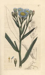 Sea aster, Tripolium pannonicum subsp. tripolium (Aster tripolium) (Aster marítimo) Grabado en cobre coloreado a mano según una ilustración de James Sowerby de James Smith