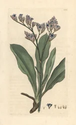 Sea lavender, Limonium vulgare (Statice limonium) (lavanda de mar) Grabado en cobre coloreado a mano según una ilustración de James Sowerby de James Smith