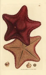 Estrella de mar o estrella de mar, Hippasteria phrygiana (¿Asterias equestris?). Grabado en cobre coloreado a mano por James Sowerby de The British Miscellany, or Coloured figures of new, rare, or little known animal subjects.