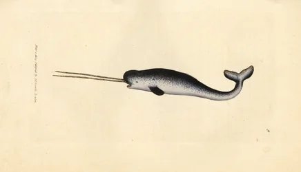 Unicornio marino o narval, Monodon monoceros. Raro ejemplar con colmillos dobles. Grabado en cobre coloreado a mano por James Sowerby de The British Miscellany, or Coloured figures of new, rare, or little known animal subjects.