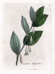 Sello de Salomón Multiflora - Sello de Salomón, Polygonatum multiflorum. Grabado en cobre coloreado a mano a partir de una ilustración botánica de James Sowerby de "Botánica Médica" de William Woodville y Sir William Jackson Hooker, John Bohn, Londres.
