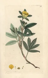Dasiphora fruticosa o Potentilla fruticosa (Cinquefoil frutescente ou la cinquefoil shbustive) Grabado en cobre coloreado a mano según una ilustración de James Sowerby de James Smith
