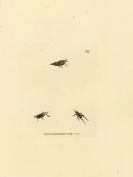 Saltamontes esbelto, Tetrix subulata (Acrydium subulatum). Grabado en cobre coloreado a mano por James Sowerby de The British Miscellany, or Coloured figures of new, rare, or little known animal subjects.