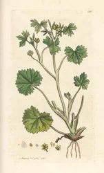 Ranúnculo de flor pequeña, Ranunculus parviflorus (ranúnculo) Grabado en cobre coloreado a mano según una ilustración de James Sowerby de Botánica inglesa de James Smith, Londres.