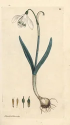 Campanilla de invierno, Galanthus nivalis. Grabado en cobre coloreado a mano según una ilustración de James Sowerby de James Smith