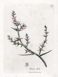 Soda brulee - Salicaria espinosa, Kali turgida. Grabado en cobre coloreado a mano de una ilustración botánica de James Sowerby extraída de la obra de William Woodville y Sir William Jackson Hooker "Medical Botany", John Bohn, Londres.