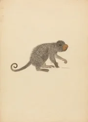 Puercoespín sudamericano