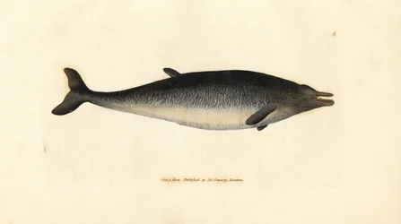 Zifio de Sowerby, Mesoplodon bidens (Physeter bidens, cachalote de dos dientes). Grabado en cobre coloreado a mano por James Sowerby de The British Miscellany, or Coloured figures of new, rare, or little known animal subjects.
