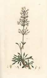 Spanish catchfly, Silene otites (Spanish campion, Cucubalus otites) (silene a hojas pequeñas) Grabado en cobre coloreado a mano según una ilustración de James Sowerby de James Smith