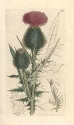 Cardo lanceolado, Cirsium vulgare (Carduus lanceolatus) (Cirse común) Grabado en cobre coloreado a mano según una ilustración de James Sowerby de Botánica inglesa de James Smith, Londres.