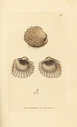 Berberecho espinoso, Acanthocardia aculeata (Cardium spinosum). Grabado en cobre coloreado a mano de James Sowerby de The British Miscellany, or Coloured figures of new, rare, or little known animal subjects.