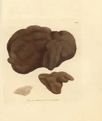 Esponja, Spongionella pulchella (Spongia pulchella). Grabado en cobre coloreado a mano por James Sowerby de The British Miscellany, or Coloured figures of new, rare, or little known animal subjects.