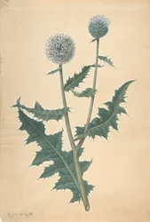 Estudio de un Cardo, antes de 1822