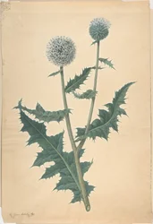 Estudio de un cardo