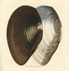 Mejillón cisne, Anodonta stagnalis (Mytilus stagnalis). Grabado en cobre coloreado a mano por James Sowerby de The British Miscellany, or Coloured figures of new, rare, or little known animal subjects.