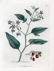 Belladona - Solanum dulcamara. Grabado en cobre coloreado a mano de una ilustración botánica de James Sowerby extraída de la obra de William Woodville y Sir William Jackson Hooker "Medical Botany", John Bohn, Londres.
