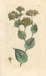 Bupleurum rotundifolium. Grabado en cobre coloreado a mano según una ilustración de James Sowerby de James Smith