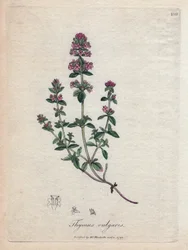 Tomillo (Thymus vulgaris). Grabado en cobre coloreado a mano a partir de una ilustración de James Sowerby. Extracto del libro de William Woodville y Sir William Jackson Hooker "Botanique medicinale" 1832. El incansable Sowerby (1757-1822) dibujó más de 250