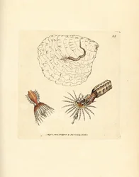 Gusano anélido constructor de tubos, Spirobranchus triqueter. Grabado en cobre coloreado a mano por James Sowerby de The British Miscellany, or Coloured figures of new, rare, or little known animal subjects.