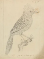 Alcaudón moñudo
