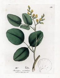 Variedad de fabacee (leguminosa) - Sándalo rojo, Pterocarpus santalinus. Grabado en cobre coloreado a mano de una ilustración botánica de James Sowerby extraída de "Medical Botany" de William Woodville y Sir William Jackson Hooker, John Bohn, Londres.