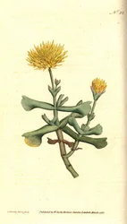 Variedad de ficoide - Caléndula de la higuera, Mesembryanthemum dolabriforme. Grabado en cobre coloreado a mano e ilustración botánica de James Sowerby de The Botanical Magazine de William Curtis, Lambeth Marsh, Londres.