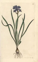 Scilla verna (Spring Scille) Grabado en cobre coloreado a mano según una ilustración de James Sowerby de James Smith