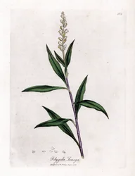 Virginia polygale o hierba de leche - Senega, Polygala senega. Grabado en cobre coloreado a mano a partir de una ilustración botánica de James Sowerby de "Botánica Médica" de William Woodville y Sir William Jackson Hooker, John Bohn, Londres.