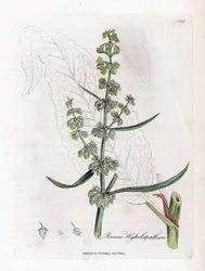 Paciencia acuática - Rumex hydrolapathum. Grabado en cobre coloreado a mano de una ilustración botánica de James Sowerby de la obra de William Woodville y Sir William Jackson Hooker "Medical Botany", John Bohn, Londres.