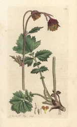Water avens, Geum rivale Grabado en cobre coloreado a mano según una ilustración de James Sowerby de James Smith