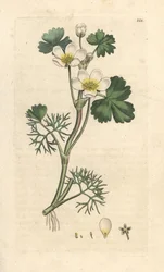 Ranúnculo acuático (Ranunculus aquatilis) Grabado en cobre coloreado a mano según una ilustración de James Sowerby de la obra Botánica inglesa de James Smith, Londres.