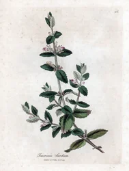 Water germandree - Germen de agua, Teucrium scordium. Grabado en cobre coloreado a mano de una ilustración botánica de James Sowerby de la obra "Botánica Médica" de William Woodville y Sir William Jackson Hooker, John Bohn, Londres.