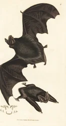 Murciélago barbastela occidental, Barbastella barbastellus barbastellus (Vespertilio barbastellus). Grabado en cobre coloreado a mano por James Sowerby de The British Miscellany, or Coloured figures of new, rare, or little known animal subjects.