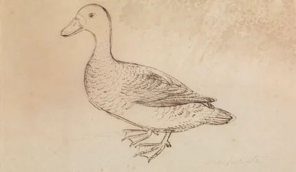 Pato silbador cariblanco