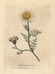 Manzanilla española blanca y amarilla, Anthemis pyrethrum