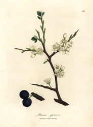 Flor blanca y bayas azules del endrino, Prunus spinosa