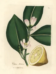 Flor blanca y gajo de fruta madura del limonero, Citrus medica