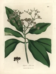 Árbol de la pimienta blanca, Myrtus pimenta
