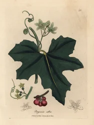 Bryonia de flor blanca, Bryonia alba