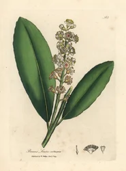 Laurel cerezo de flor blanca, Prunus laurocerasus