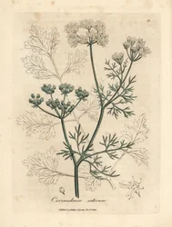 Cilantro de flor blanca, Coriandrum sativum