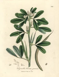 Alholva de flor blanca con vaina, Trigonella foenum graecum