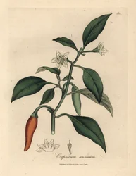 Pimiento de Guinea, Capsicum annuum, de flor blanca y color escarlata