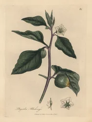 Cerezo de invierno de flor blanca, Physalis alkekengi