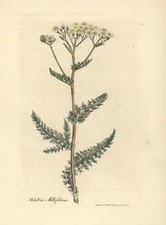 Milenrama de flor blanca, Achillea millefolium